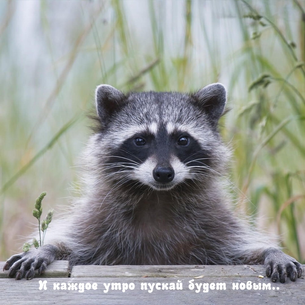      ..