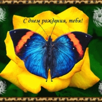 � ���� ��������, ����! 