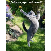 ������� ����, �������!