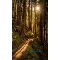 ������ ����