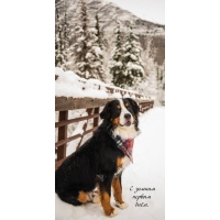 � ������ ������ ����.