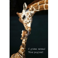 � ����, ����! ��� ������!